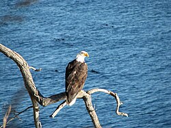Águila calva posada en la rama de un árbol junto al mar