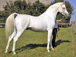 Fotografía de un caballo doméstico actual.