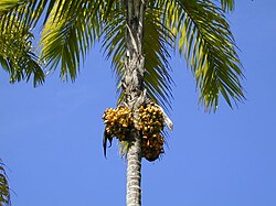 Frutos maduros de chontaduro en racimo