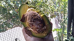 Sistema radicular del aguacate