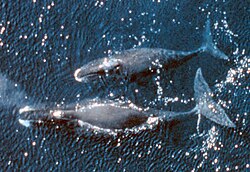 Fotografía de una ballena de Groenlandia en su hábitat natural.