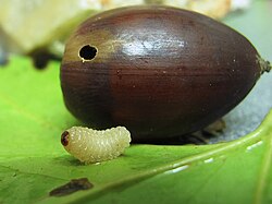 Larva de gorgojo de las bellotas