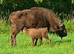 Hembra de bisonte europeo amamantando a su cría