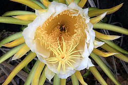 Flor de Hylocereus undatus con estambres y carpelos.