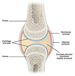 Articulación sinovial
