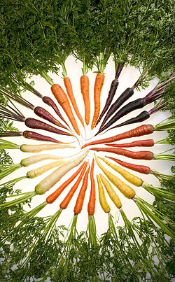 Zanahorias de diferentes tipos y colores históricos