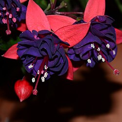 Fuchsias híbridas ornamentales con corola rizada