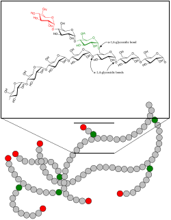 Representación esquemática de la estructura ramificada del glucógeno