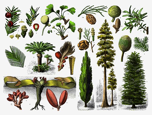 Dibujo histórico de gimnospermas en la Enciclopedia Brockhaus de 1892
