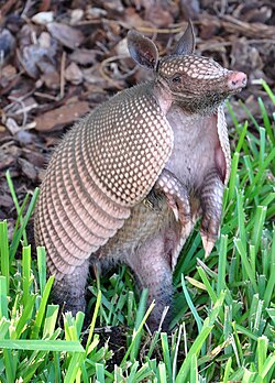 Dasypus novemcinctus en Florida