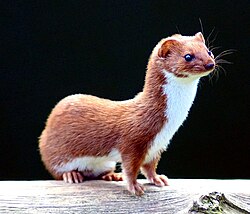 Ilustración o fotografía representativa de un espécimen del género Mustela