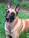 Pastor belga variedad malinois