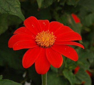 Espécimen de Tithonia rotundifolia en el Jardín Chanticleer