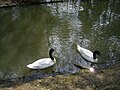 Pareja de cisnes de cuello negro en un entorno ajardinado