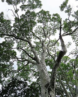 Árbol en su entorno natural