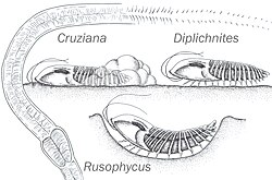 Diversas morfologías de huellas de trilobites