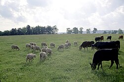 Ovejas y vacas