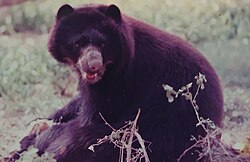 Ejemplar de oso frontino del programa de preservación en Venezuela