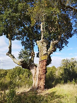 Alcornoque en la provincia de Salamanca
