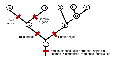 Árbol filogenético con diversificación en cinco especies