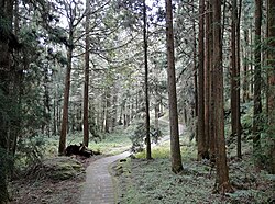 Bosque subtropical de Alishan en Taiwán