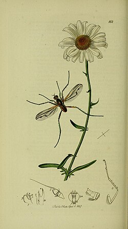 Ilustración detallada de la inflorescencia