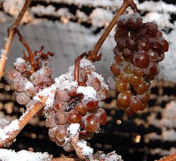 Uvas con agua congelada del rocío de la mañana.