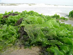 Lechuga de mar