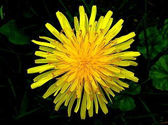 Diente de león con flores amarillas en un entorno natural