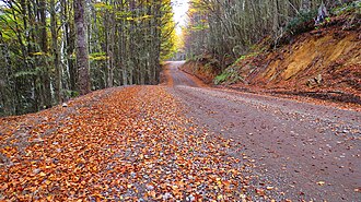 Camino al Lago Castor