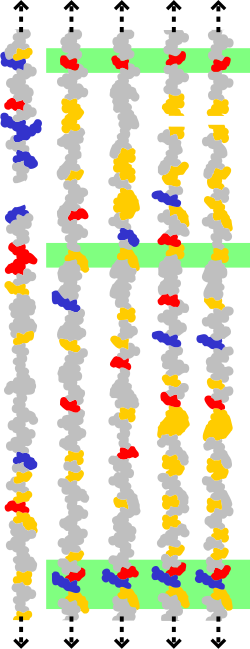 Residuos conservados entre diversos receptores acoplados a proteína G resaltados en verde