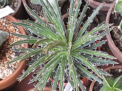 Agave filifera