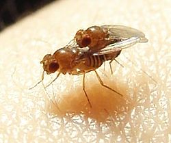 Apareamiento de Drosophila melanogaster.