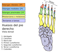 Esquema óseo del pie humano