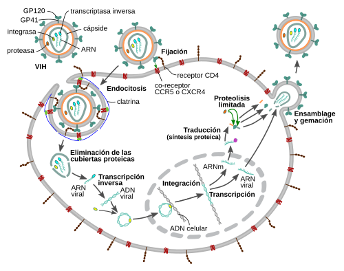 Diagrama del ciclo de replicación celular del VIH.