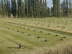Fardos de alfalfa en el valle inferior
