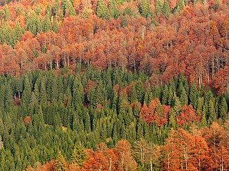 Bosque mixto del valle del Po en otoño