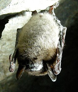 Murciélago afectado por el síndrome de la nariz blanca