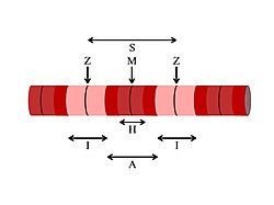 Diagrama de las partes de la miofibrilla y el sarcómero.