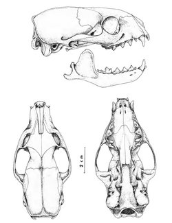 Vistas lateral, dorsal y ventral de un cráneo y mandíbula de meloncillo