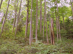 Bosque primario de hayas en Polonia