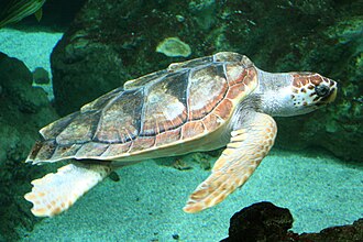 Tortuga boba o Caretta caretta en su hábitat