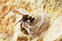 Avispa ceramista