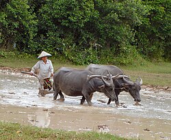 Ricicultura tradicional en Camboya