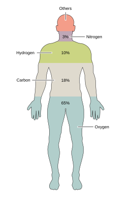 Elementos principales del cuerpo humano