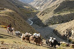 Caravana de yaks en Nepal
