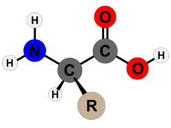 Estructura química representativa de un aminoácido esencial.