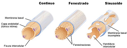 Esquema comparativo de los tres tipos de capilares sanguíneos