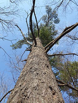 Pino canadiense Pinus strobus en Ontario