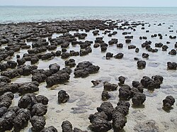 Estromatolitos actuales en la Bahía Shark, Australia